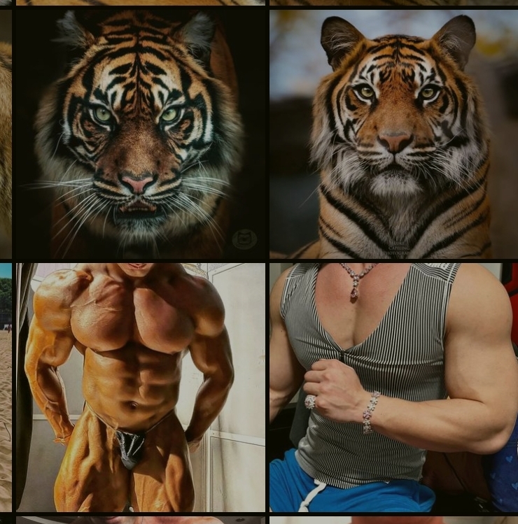 a screenshot from an Instagram explore page, showing two separate images, two topless wrestlers, and two tigers, that seem to form a combined image of tiger-headed wrestlers.